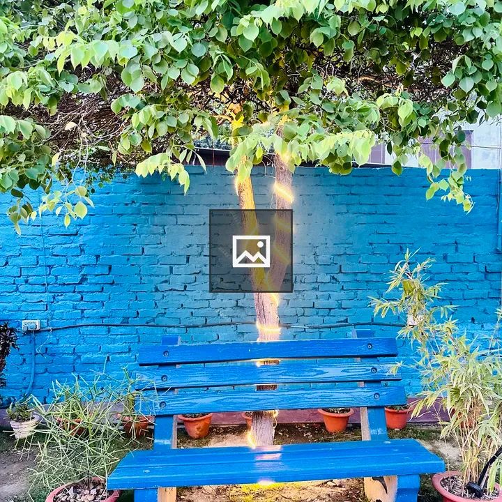 Wooden chair under a small tree
