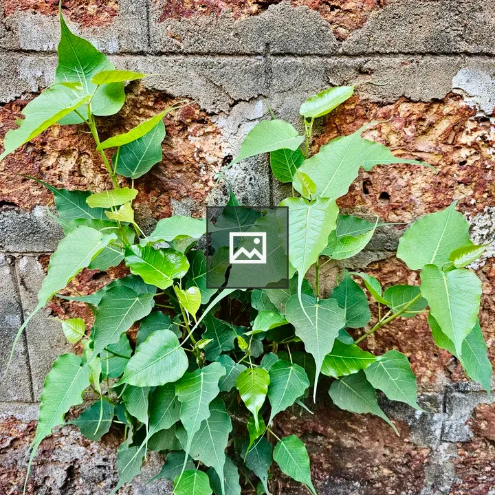 Ficus religiosa plant on a wall