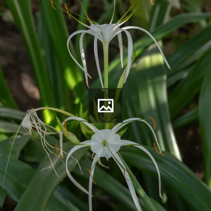 Cluster of white starburst flowers