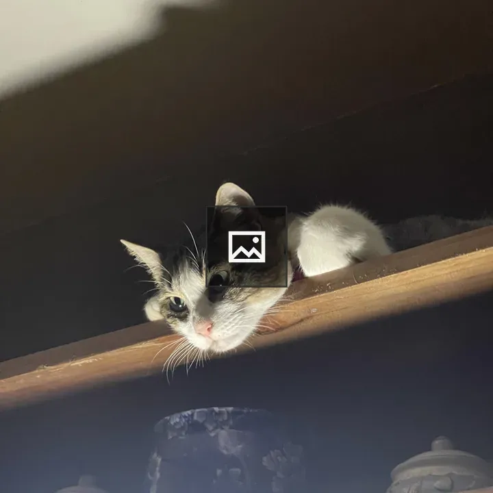 Cat on cabinet top