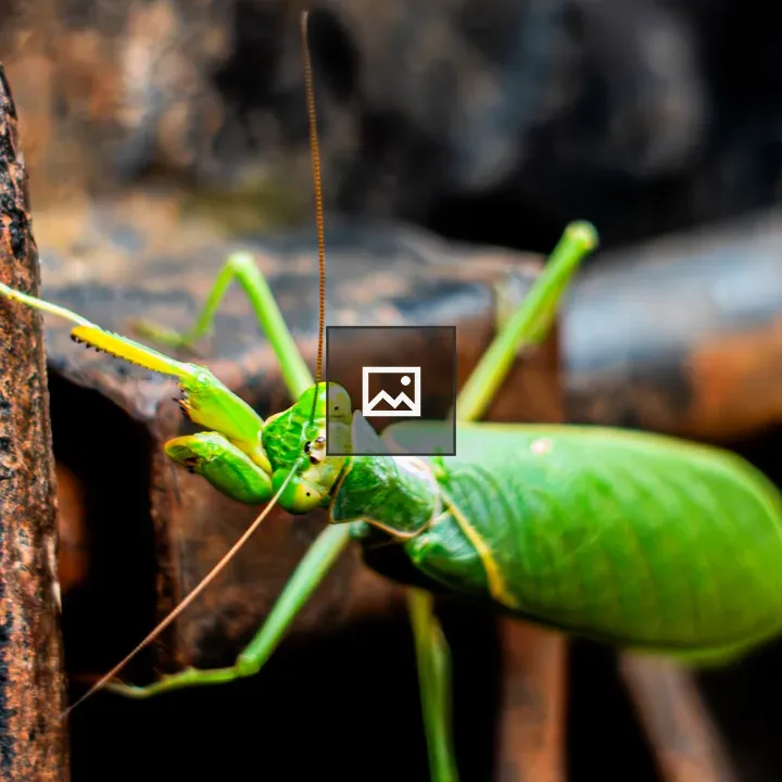 Green grasshopper close-up