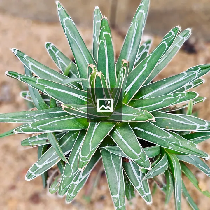 Succulent with White-Edged Leaves