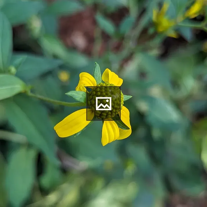 Small yellow flower bud