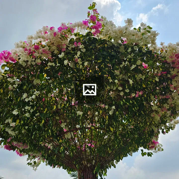 Bougainvillea Tree in Bloom