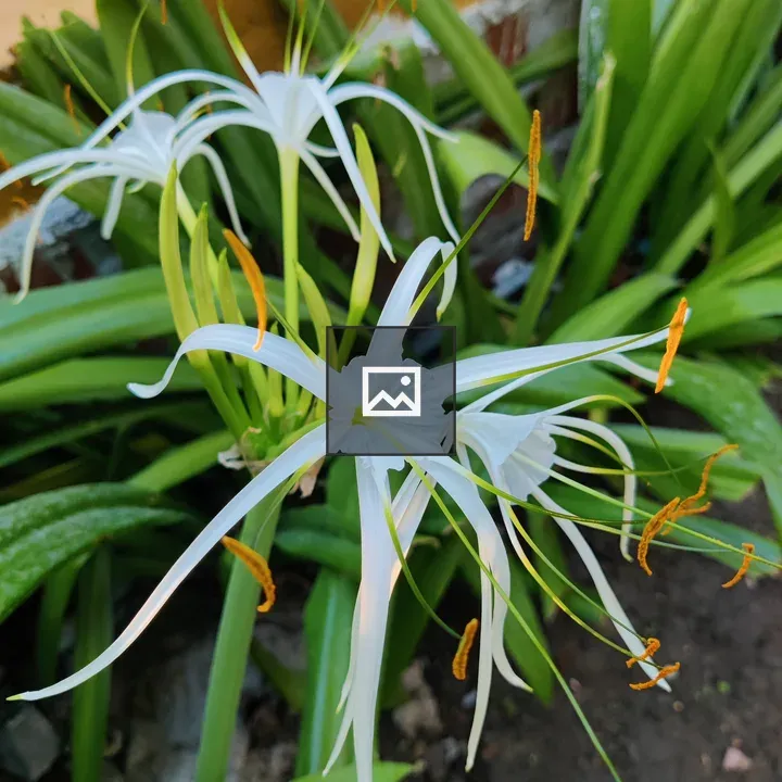 Elegant white spider lilies