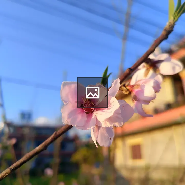 Cherry Blossom Close-Up