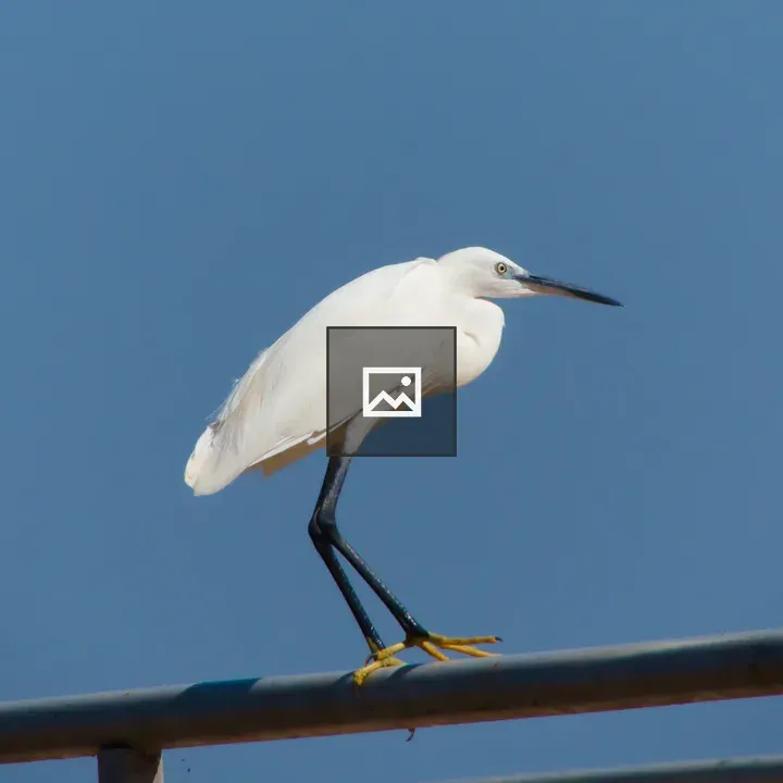 White egret on railing