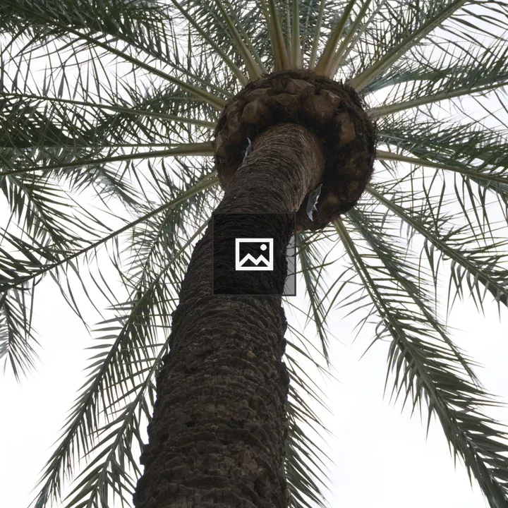 Palm Tree from Below