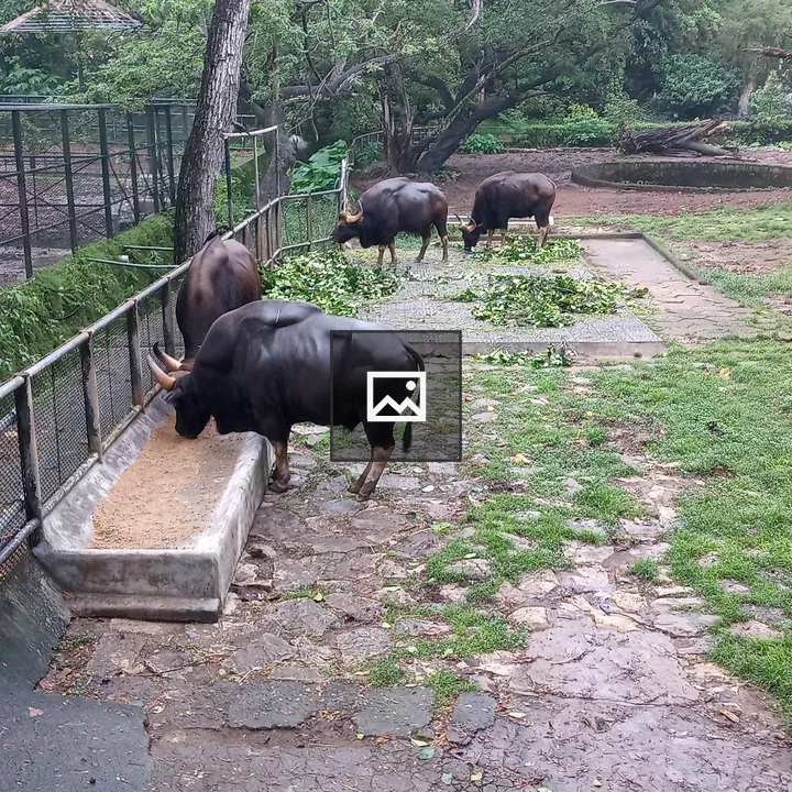 Eating Baffalos at the Zoo