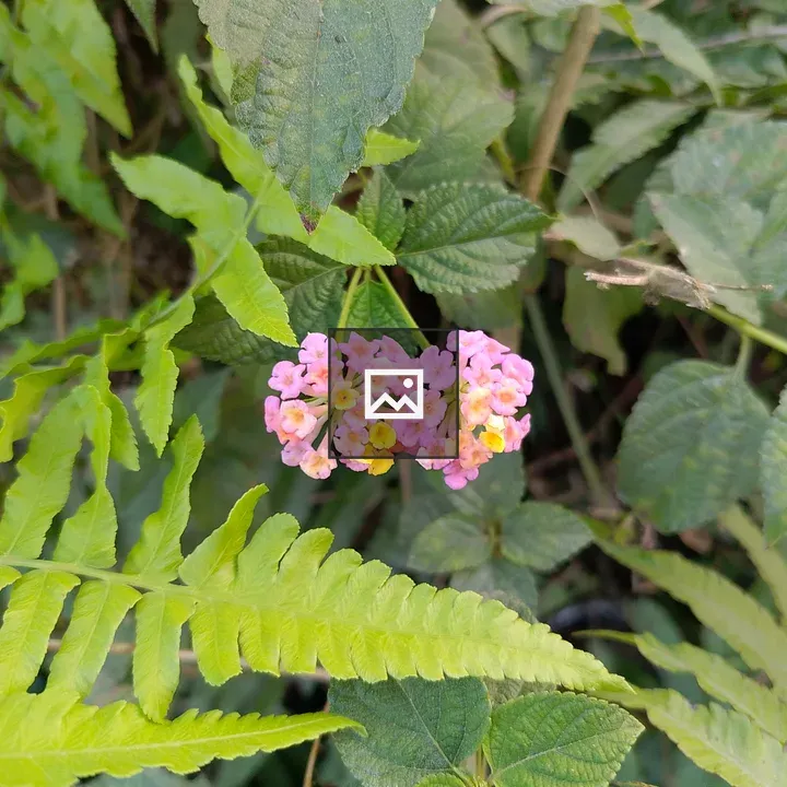Cluster of pink and yellow flowers