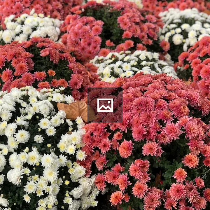 Flowers in Garden