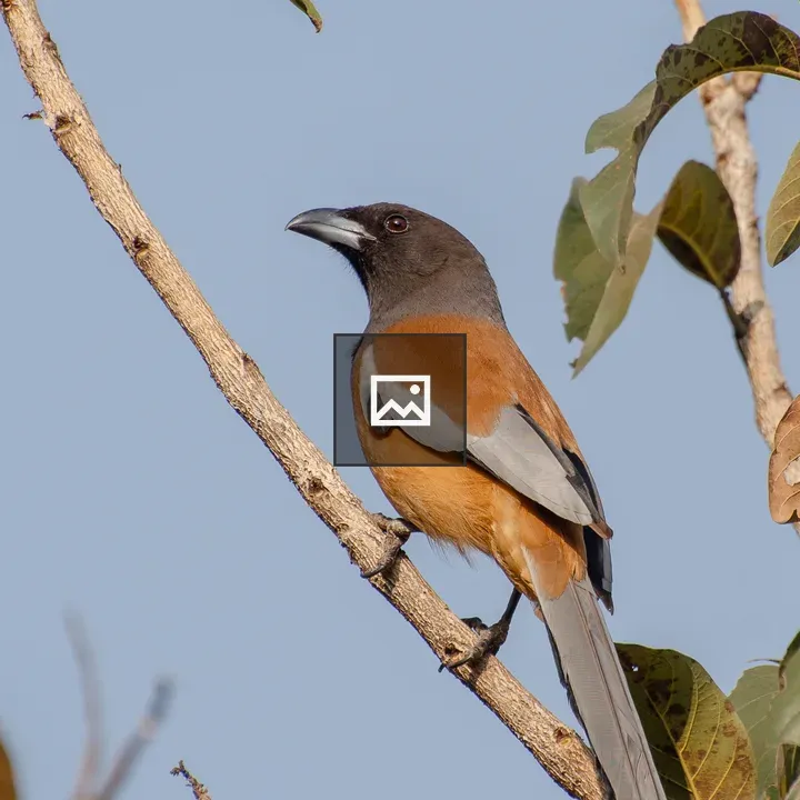 Rufous Treepie on Branch