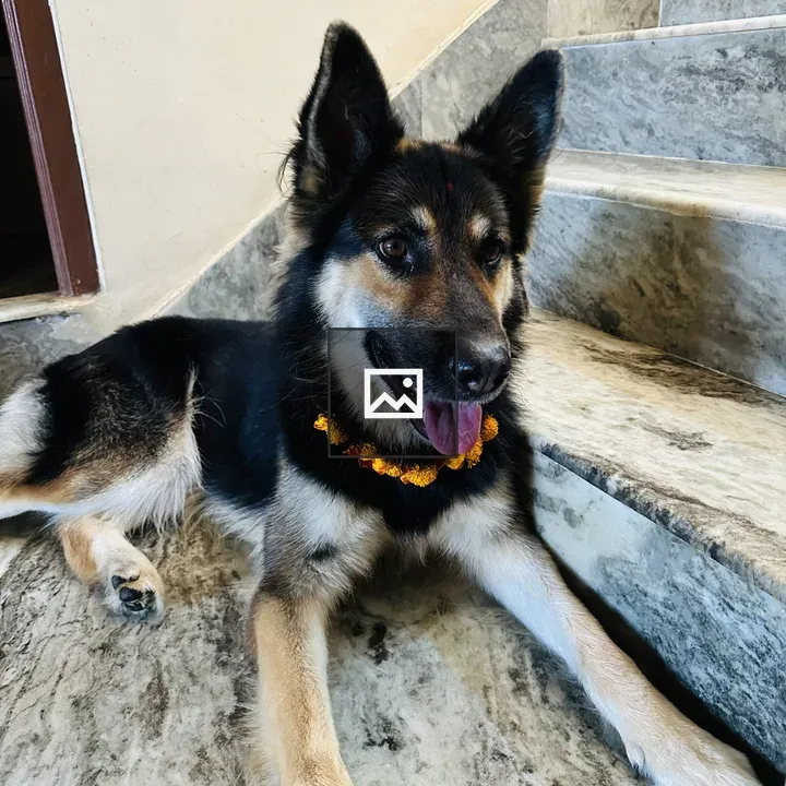 German Shepherd with Garlands