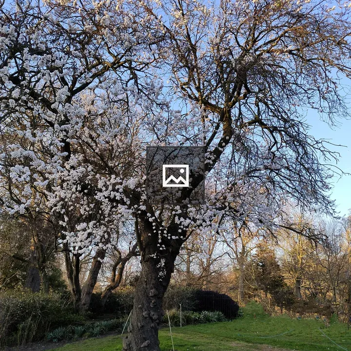 Tree in a grassy garden
