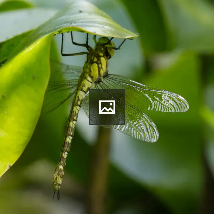 Royal dragonfly on water lily leaf