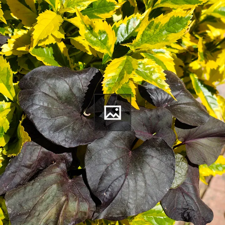 Leaves with dark and yellow-green contrast
