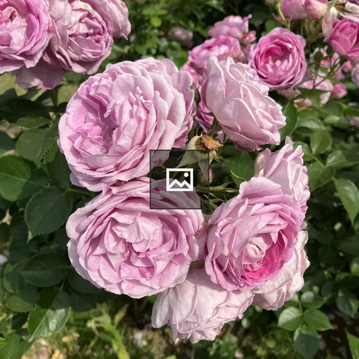 Close-up Pink Rose with Green Leaves