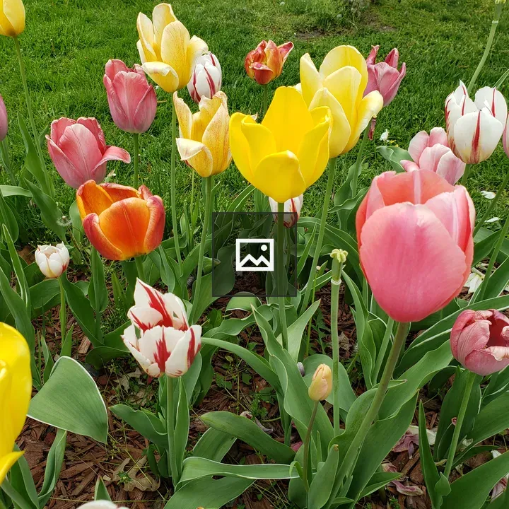 Tulips at lawn edge