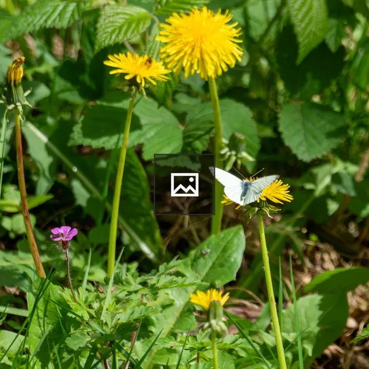 Green-veined white butterfly