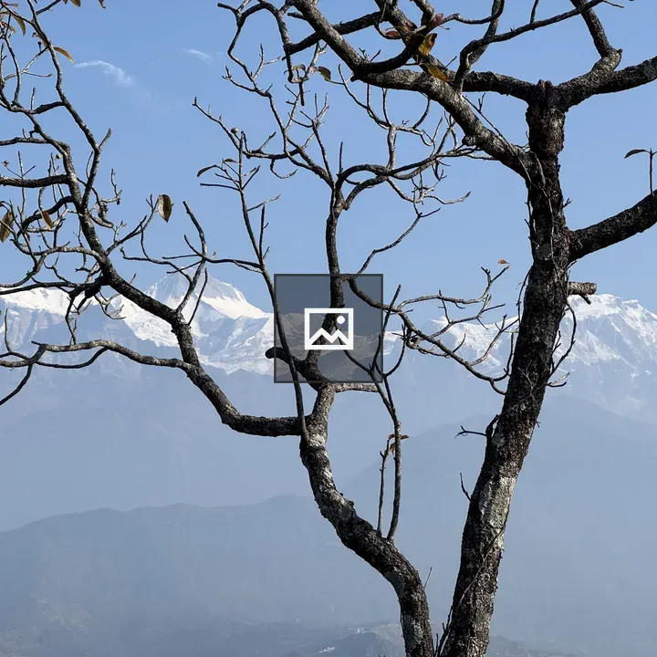Bare Tree Against Snowy Mountains