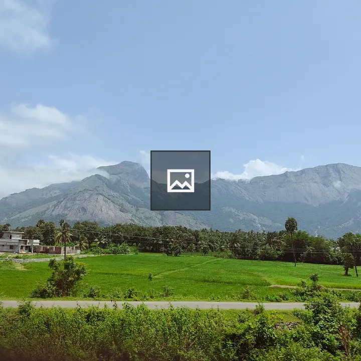 Palakkad Paddy Fields