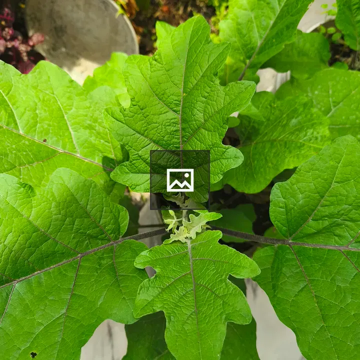 Close-up of green plant leaves