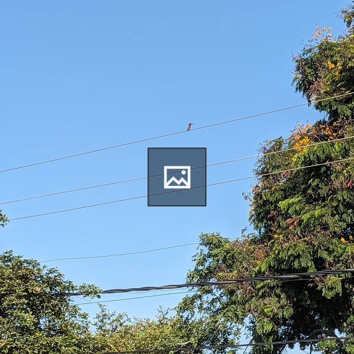 Bird on Overhead Wire