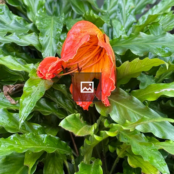 Fallen flower of Spathodea campanulata