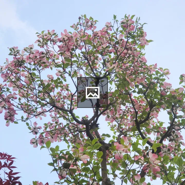 Tree with pink blossoms