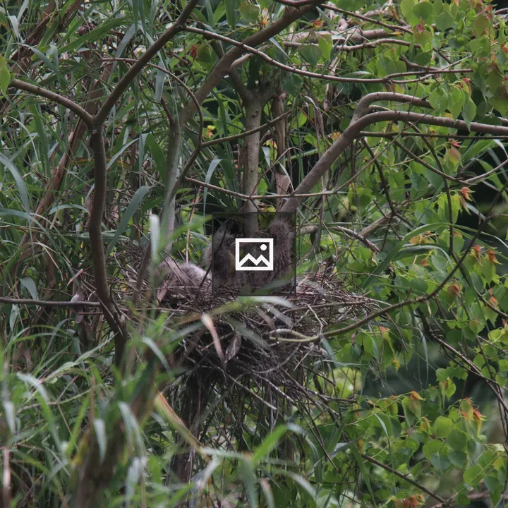 Three Pond Heron Chicks