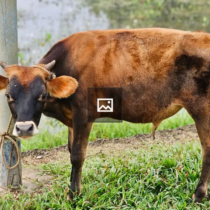 Brown cow by grassy path