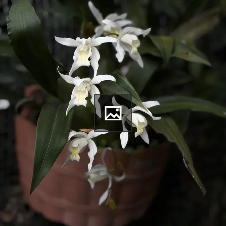 White Coelogyne cristata Orchids