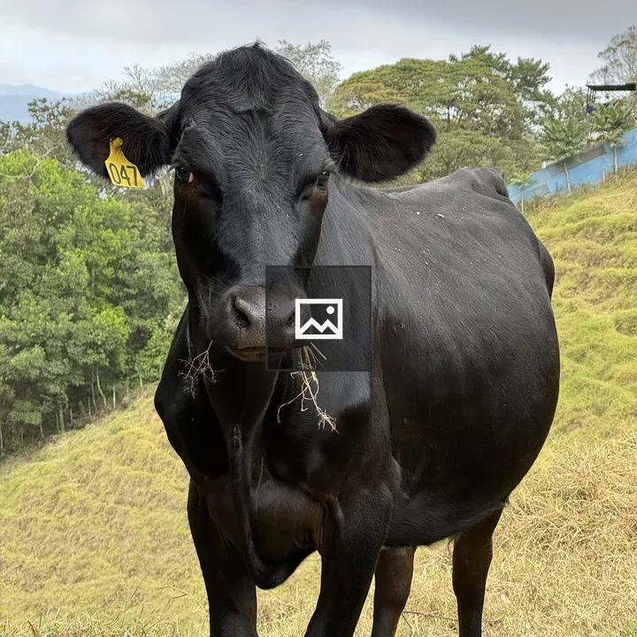 Close-up Black Cow with Ear Tag
