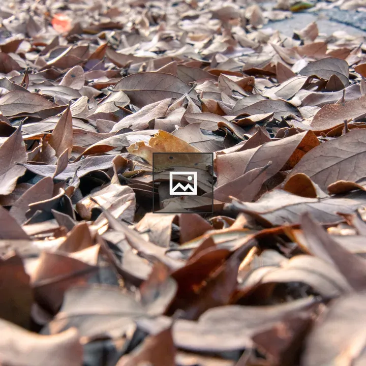 Autumn Leaves in Gutter