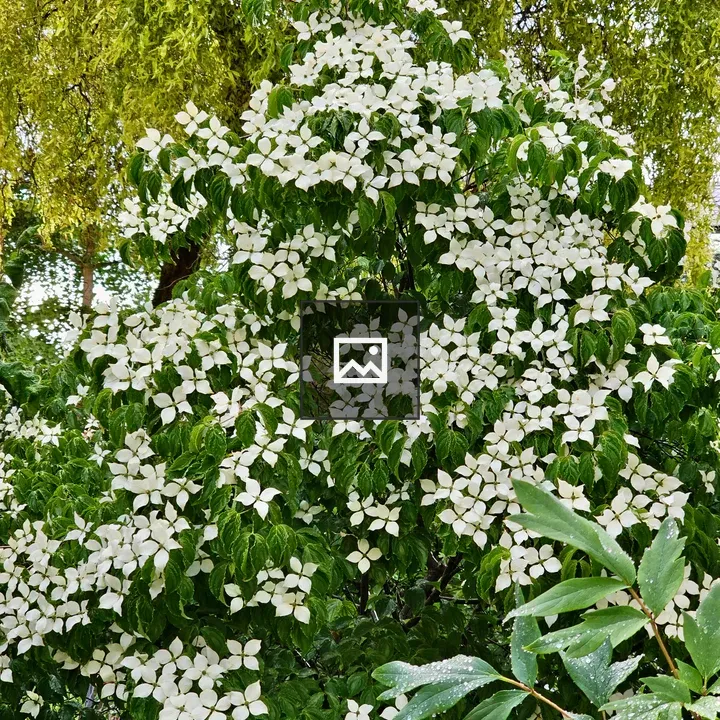 Cornus kousa flowers after rain