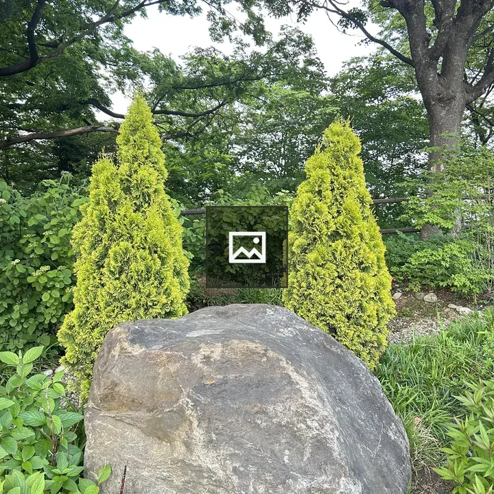 Boulder with evergreen shrubs