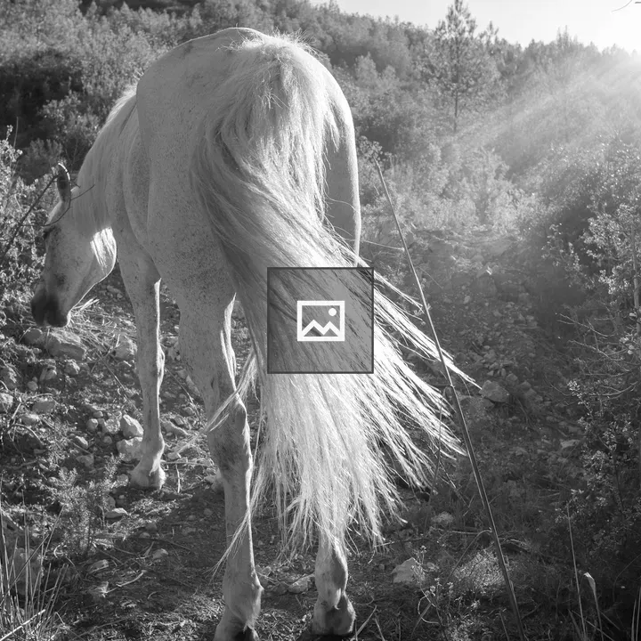 Grazing Horse in Grayscale