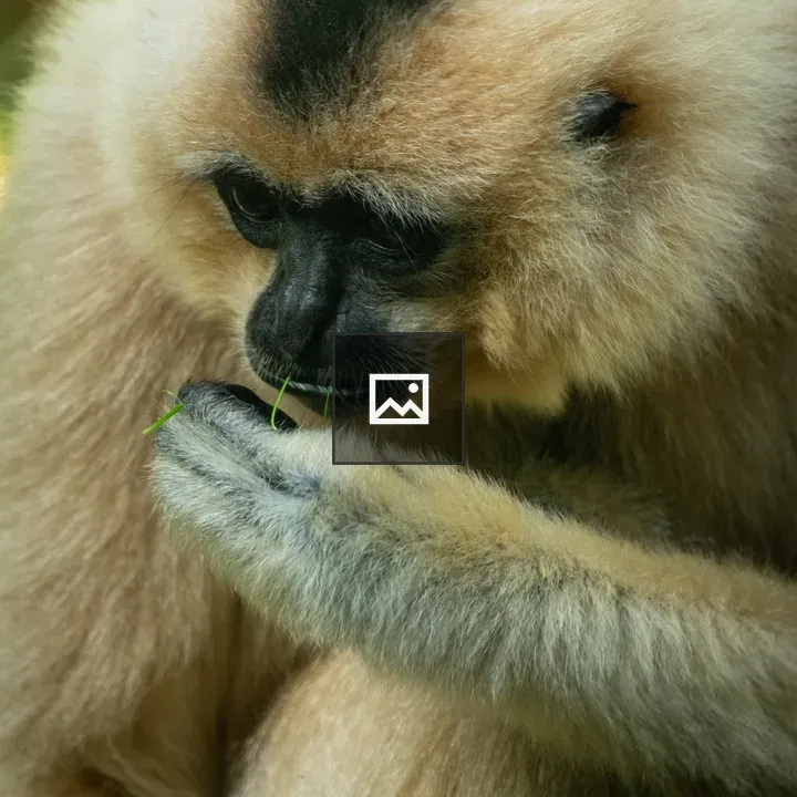 Close-up Gibbon at Burger's Zoo