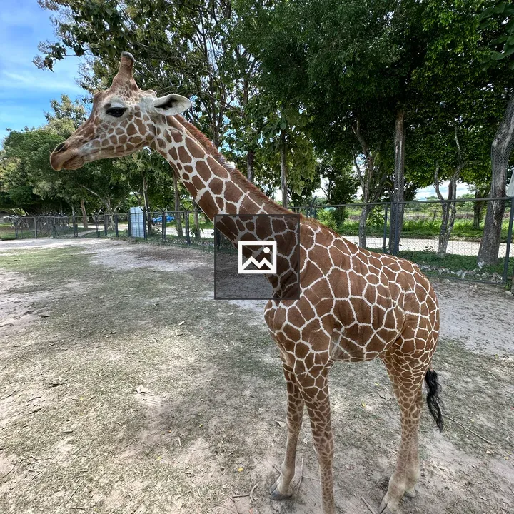 Giraffe in a grassy area