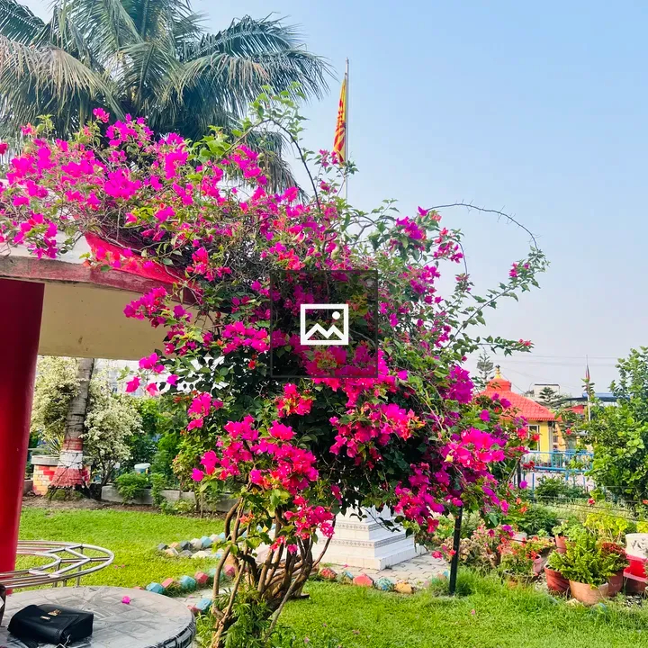 Bougainvillea Garden Scene