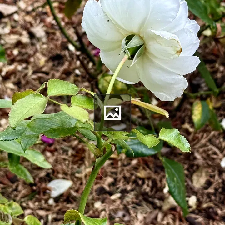 White Rose Back View