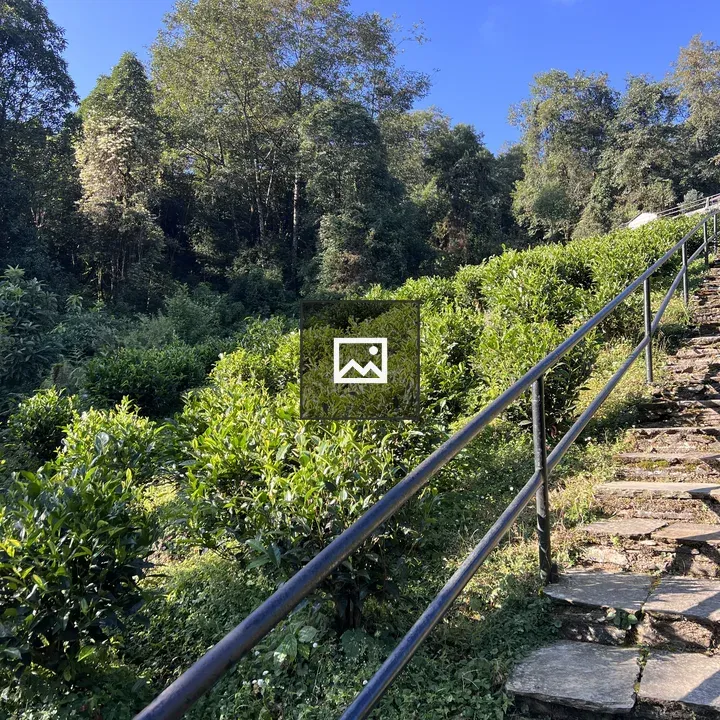 Steep Stone Staircase in Green Landscape