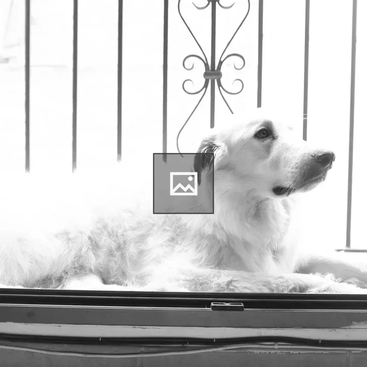 White dog on balcony