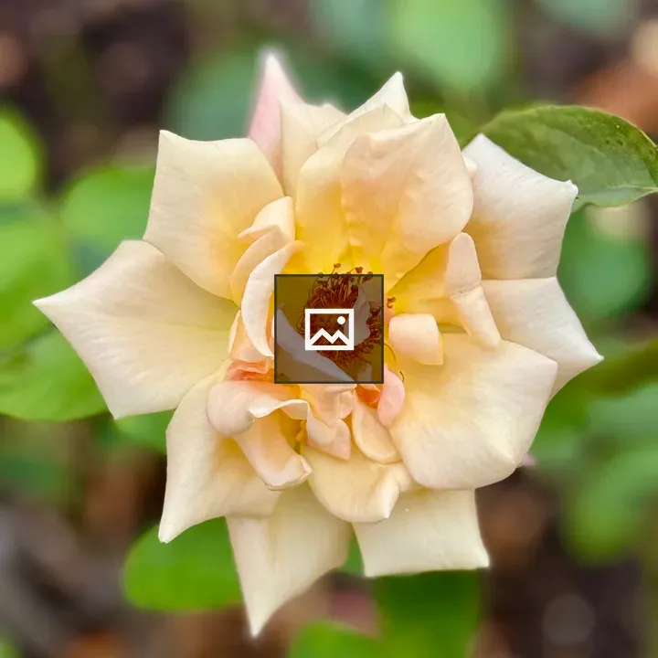 Light peach rose close-up
