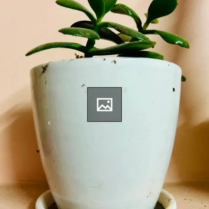 Indoor plant in pot