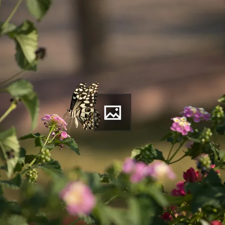 Butterfly Hovering Over Pink Flower