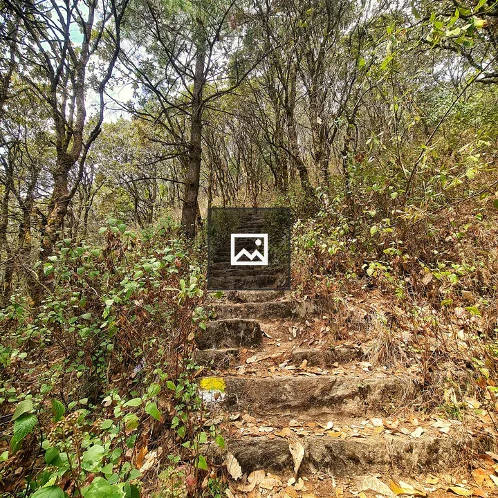 Stone stairs through jungle