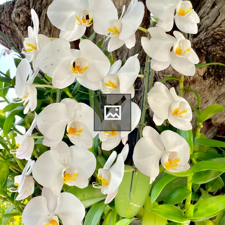Phalaenopsis amabilis flowers