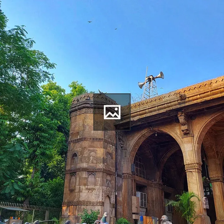 Columbidae at Sidi Saiyyed Mosque