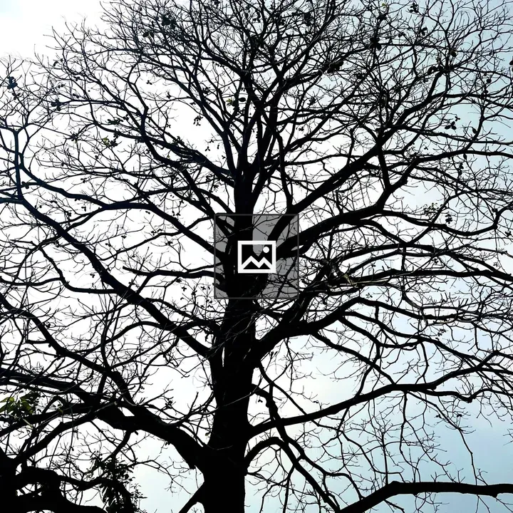 Leafless Tree Silhouette
